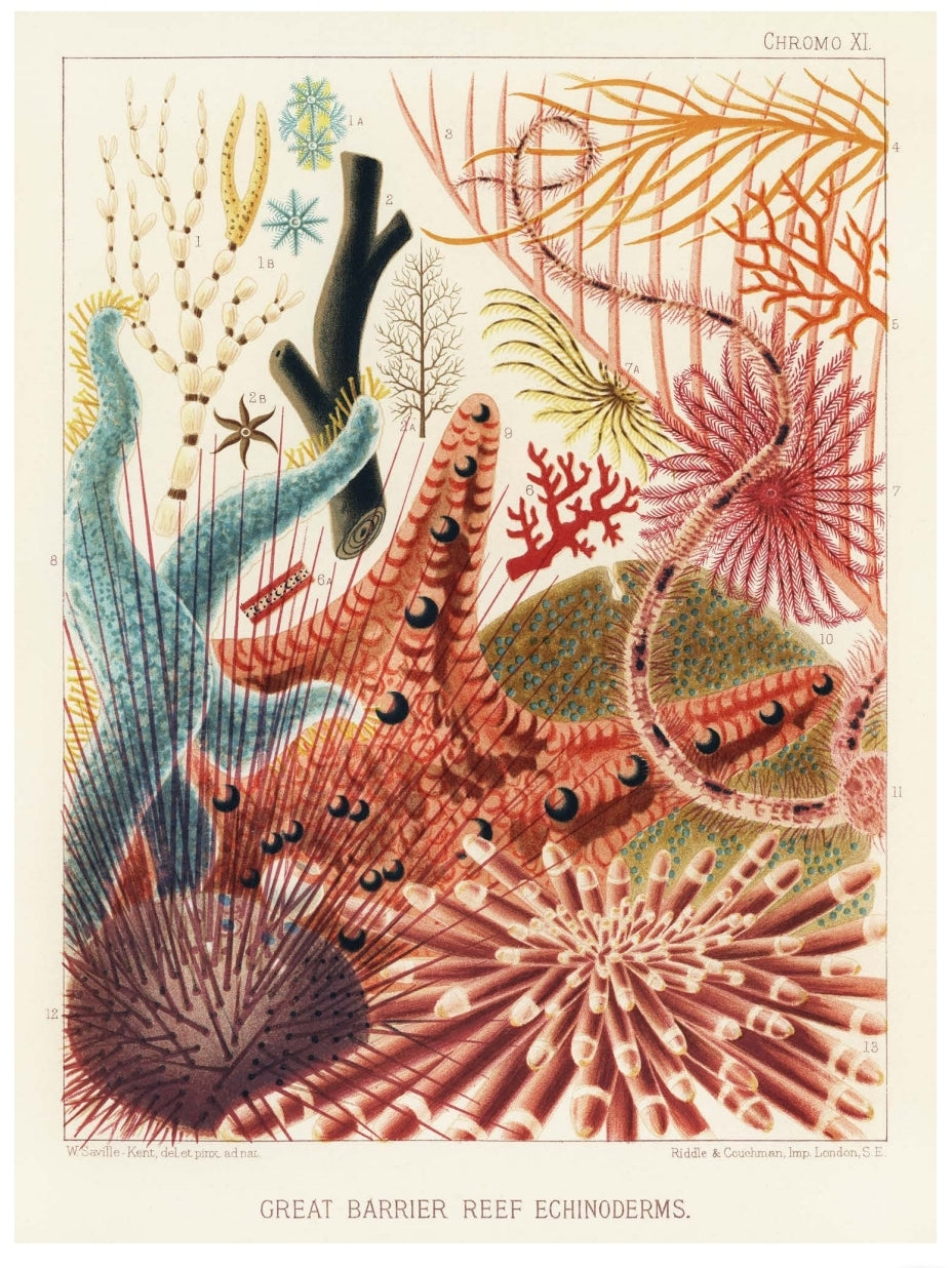 Echinoderms of the Great Barrier Reef