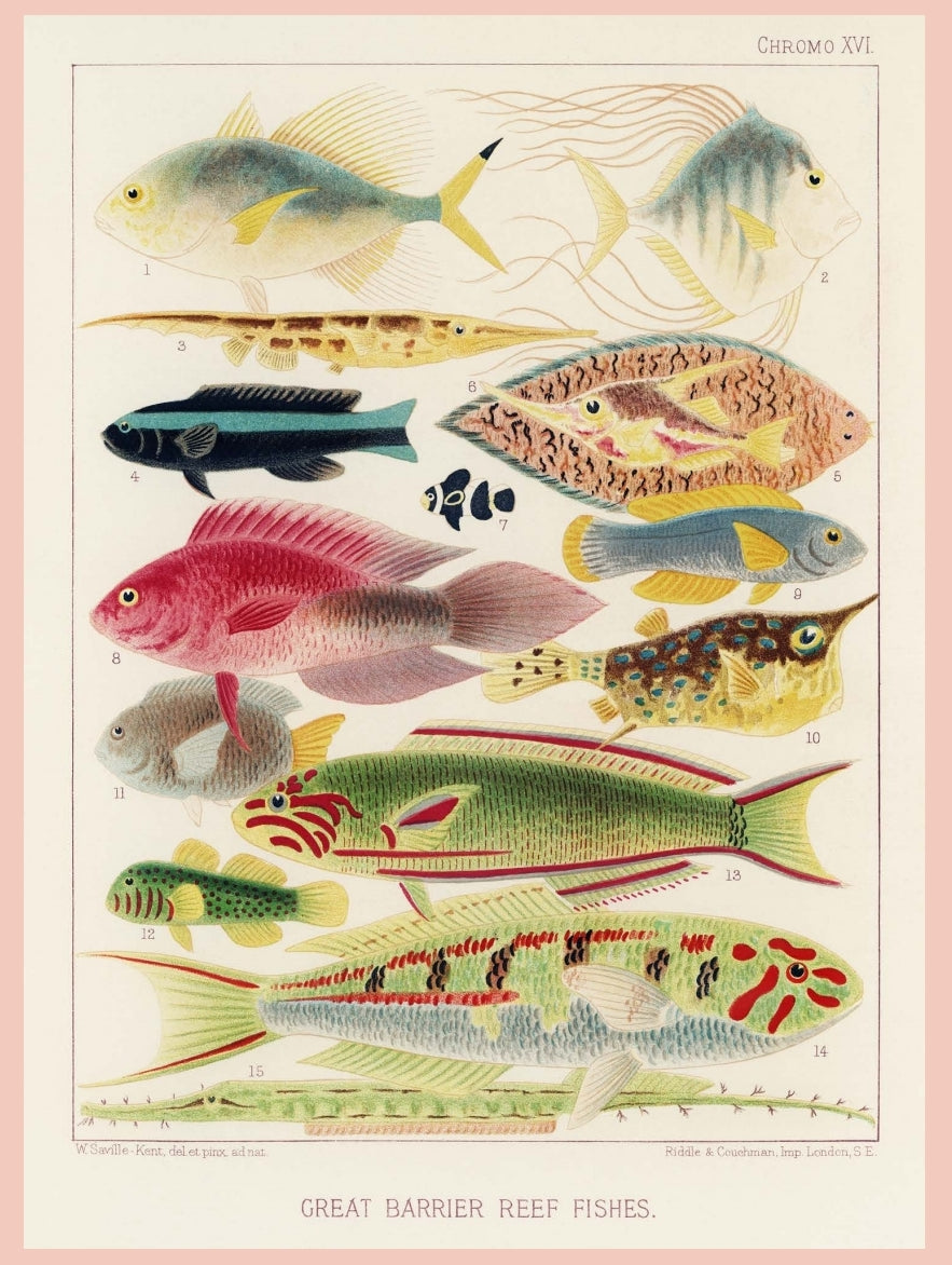 Fish of the Great Barrier Reef